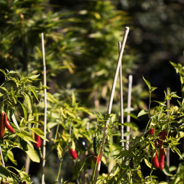Myzelien und Bienengeflechte im Garten Eden