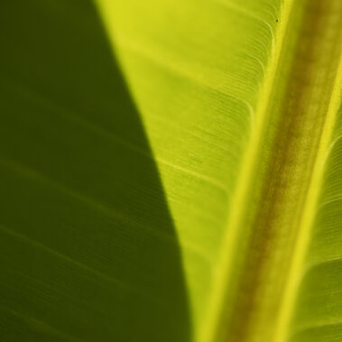 Myzelien und Bienengeflechte im Garten Eden