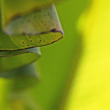 Myzelien und Bienengeflechte im Garten Eden