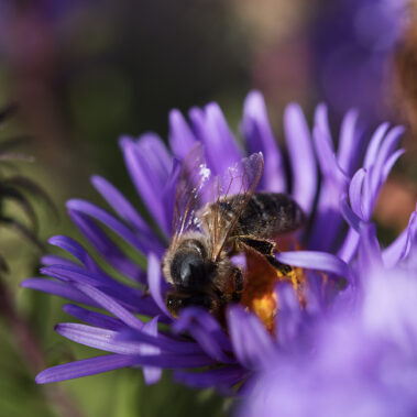 Myzelien und Bienengeflechte im Garten Eden