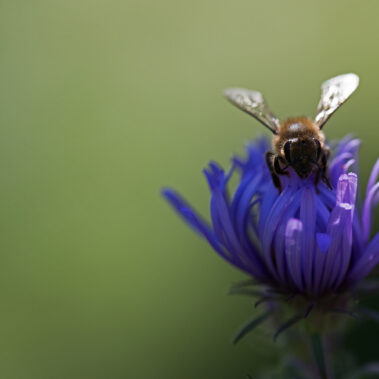 Myzelien und Bienengeflechte im Garten Eden