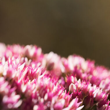 Myzelien und Bienengeflechte im Garten Eden