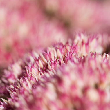 Myzelien und Bienengeflechte im Garten Eden