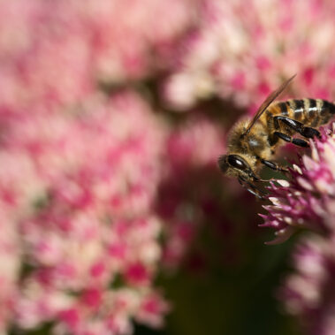 Myzelien und Bienengeflechte im Garten Eden