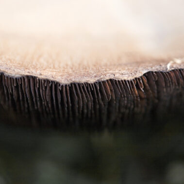 Myzelien und Bienengeflechte im Garten Eden