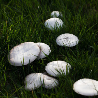 Myzelien und Bienengeflechte im Garten Eden