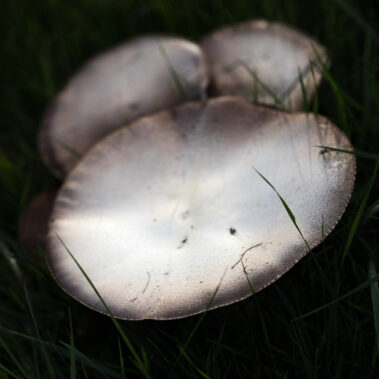 Myzelien und Bienengeflechte im Garten Eden