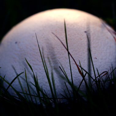 Myzelien und Bienengeflechte im Garten Eden