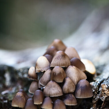 Myzelien und Bienengeflechte im Garten Eden