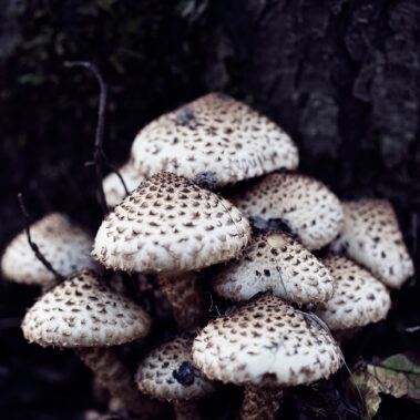 Myzelien und Bienengeflechte im Garten Eden