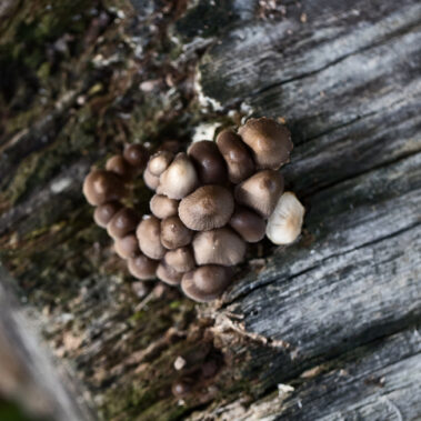 Myzelien und Bienengeflechte im Garten Eden