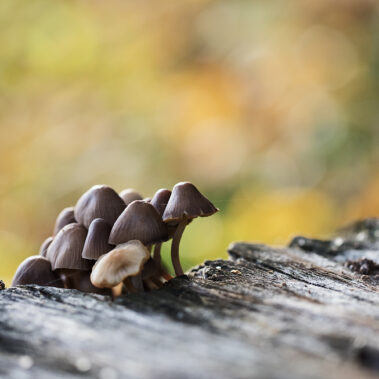 Myzelien und Bienengeflechte im Garten Eden