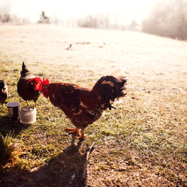 Morgenstund im Hühnergrund