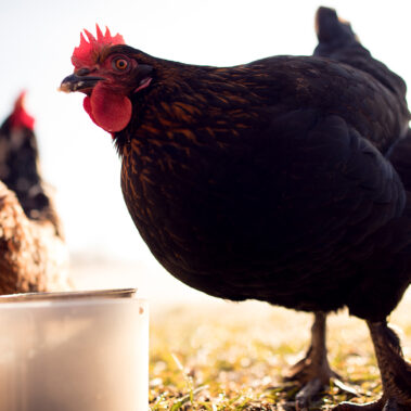 Morgenstund im Hühnergrund