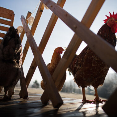 Morgenstund im Hühnergrund