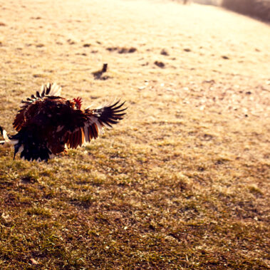 Morgenstund im Hühnergrund