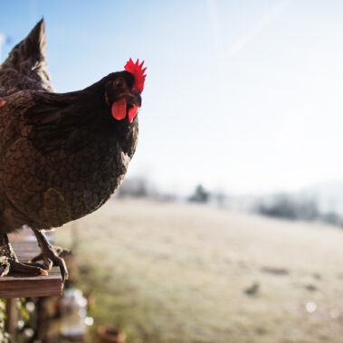Morgenstund im Hühnergrund