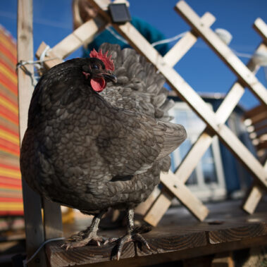 Morgenstund im Hühnergrund