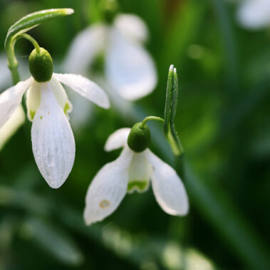 Streichelzoo und Blumenboom