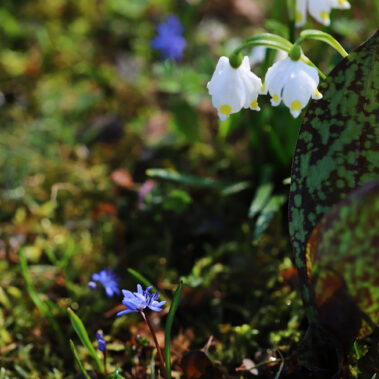 Streichelzoo und Blumenboom