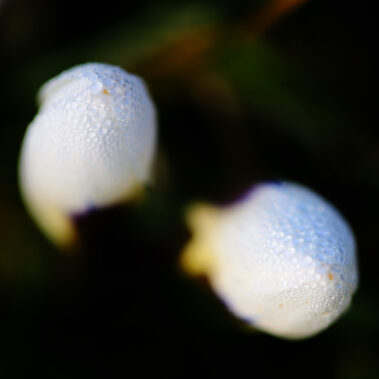 Streichelzoo und Blumenboom