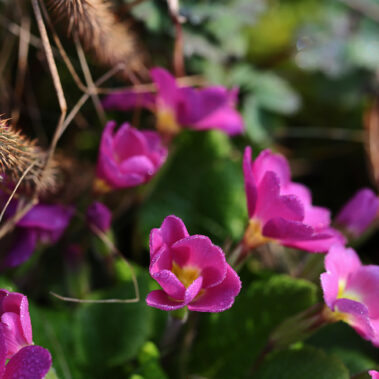 Streichelzoo und Blumenboom