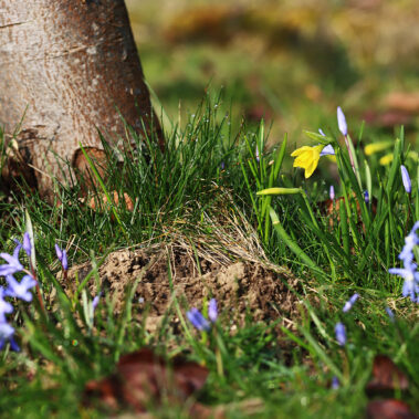 Streichelzoo und Blumenboom