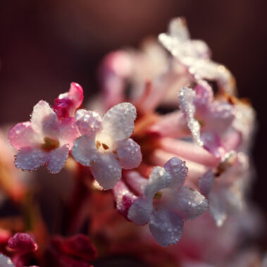 Streichelzoo und Blumenboom
