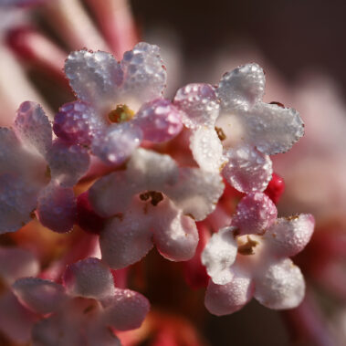 Streichelzoo und Blumenboom