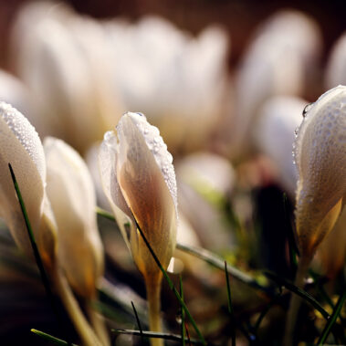 Streichelzoo und Blumenboom