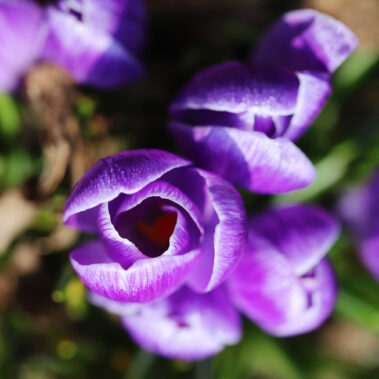 Streichelzoo und Blumenboom