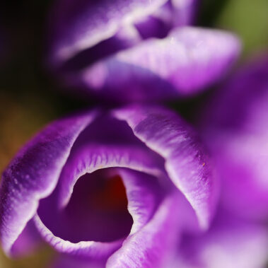 Streichelzoo und Blumenboom