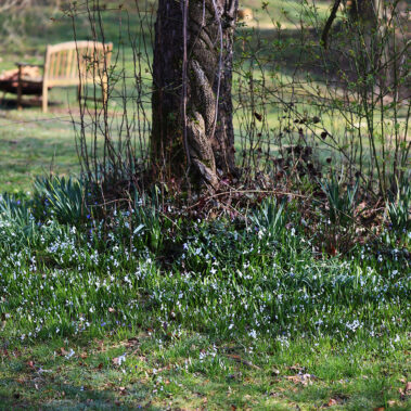Streichelzoo und Blumenboom