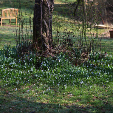 Streichelzoo und Blumenboom