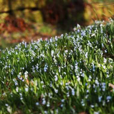 Streichelzoo und Blumenboom