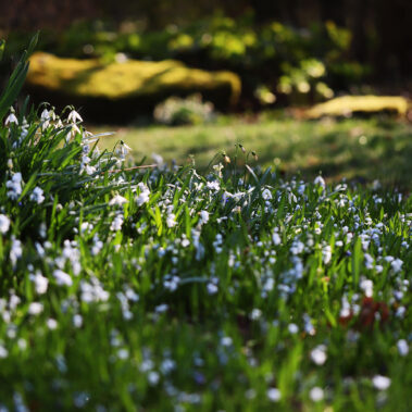 Streichelzoo und Blumenboom