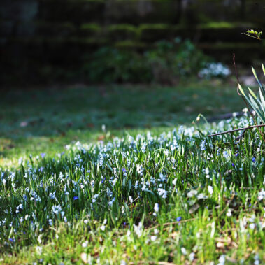 Streichelzoo und Blumenboom