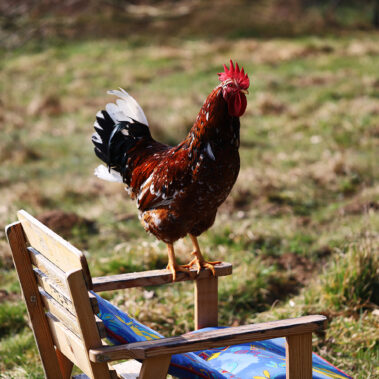 Streichelzoo und Blumenboom