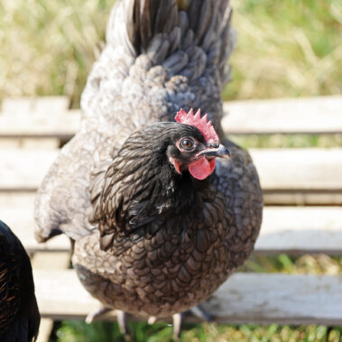 Streichelzoo und Blumenboom