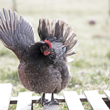 Streichelzoo und Blumenboom