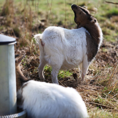 Streichelzoo und Blumenboom