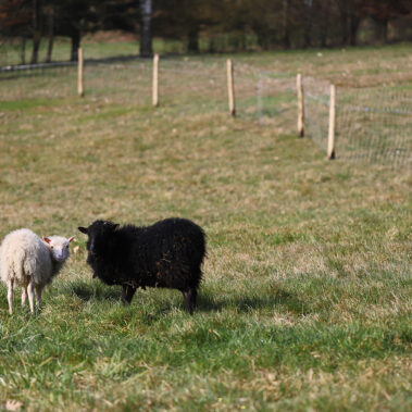 Streichelzoo und Blumenboom
