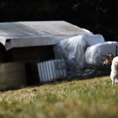Streichelzoo und Blumenboom