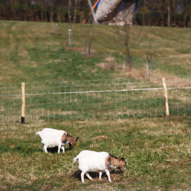 Streichelzoo und Blumenboom