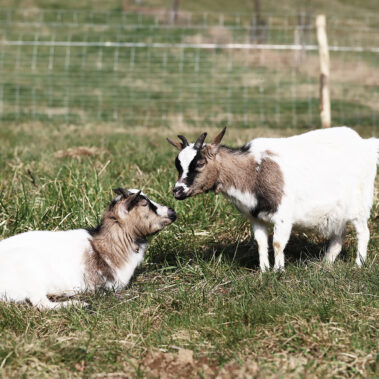 Streichelzoo und Blumenboom