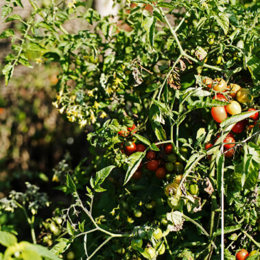 Bilder vom Sommer und Herbst – Gäste, Feste, Tiere, Kinder, wow!
