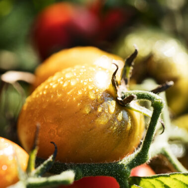 Bilder vom Sommer und Herbst – Gäste, Feste, Tiere, Kinder, wow!