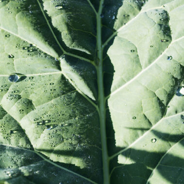 Bilder vom Sommer und Herbst – Gäste, Feste, Tiere, Kinder, wow!