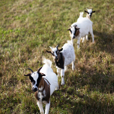 Bilder vom Sommer und Herbst – Gäste, Feste, Tiere, Kinder, wow!