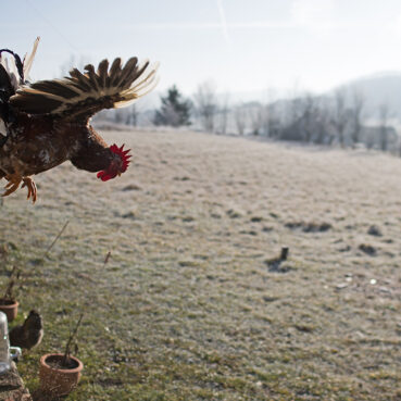 Freilaufendes Huhn vor frostiger Wiese – Tierhaltung im Jurtenumfeld
